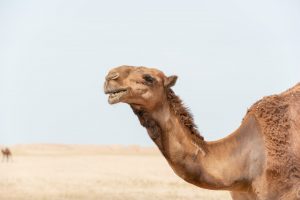 camel gk questions for kids
